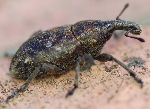 Réf. 205 229 : Lepyrus capucinus